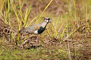 Lapwings: Southern Lapwing on river bank