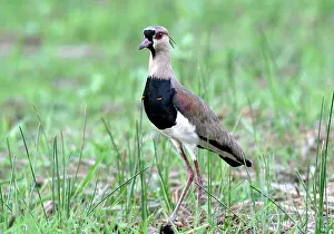 Rivals: Southern LAPWING - showing red spurs which are