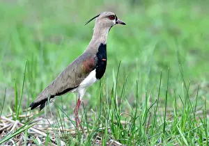 Rivals: Southern LAPWING - showing red spurs which are