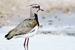 Lapwings: Southern Lapwing - standing in water