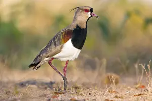 Lapwing: Southern Lapwing (Vanellus chilensis) walking
