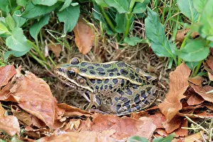 Mary Clay: Southern Leopard FROG