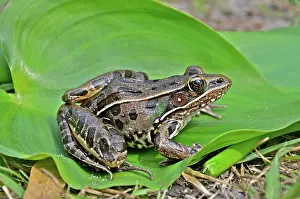 Sphenocephala: Southern Leopard Frog