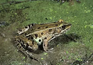 Lithobates: Southern Leopard Frog