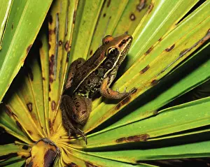 Ranid: Southern Leopard Frog