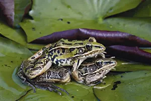 1998: Southern Leopard Frogs