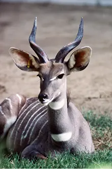 Bonnie Weisser: SOUTHERN LESSER KUDU