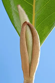 Grandiflora: Southern Magnolia - bud