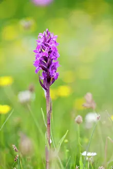 Callantsoog: Southern Marsh-orchid