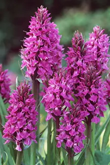 Geoff Trinder: SOUTHERN MARSH ORCHID