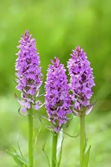 Praetermissa: Southern Marsh Orchid in damp meadow