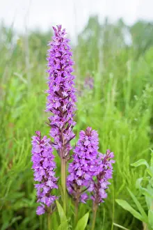 Praetermissa: Southern Marsh Orchid in Norfolk meadow