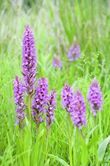 Praetermissa: Southern Marsh Orchid in Norfolk meadow