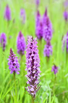 Praetermissa: Southern Marsh Orchid in Norfolk meadow