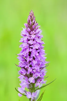 Praetermissa: Southern Marsh Orchid in Norfolk meadow