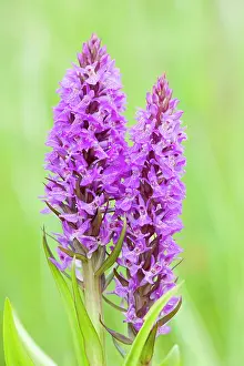 Praetermissa: Southern Marsh Orchid in Norfolk meadow