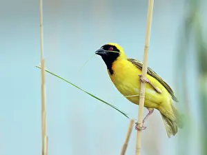 Ploceus: Southern Masked Weaver