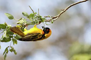 Elizabeth: Southern Masked Weaver
