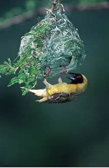 Masked: SOUTHERN MASKED WEAVER BIRD - male at nest