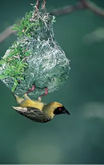 Masked: SOUTHERN MASKED WEAVER BIRD - male, at nest