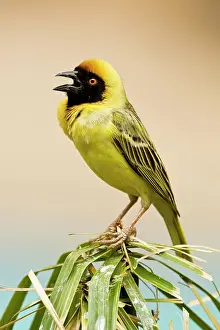 Chest: Southern Masked Weaver - Calling with chest inflated