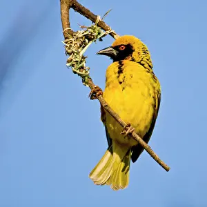 Masked: Southern Masked Weaver in Drakensberg Mountains