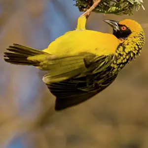 Masked: Southern Masked Weaver in Drakensberg Mountains