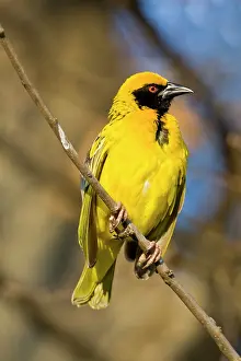 Masked: Southern Masked Weaver in Drakensberg Mountains