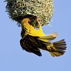 Masked: Southern Masked Weaver in Drakensberg Mountains