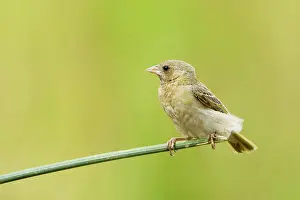 Ruffled: Southern Masked Weaver - Female - Perched on Bullrush