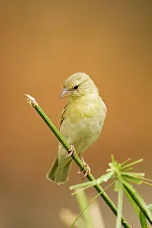 Velatus: Southern Masked Weaver - Female perched on green stem