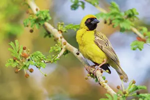 Weaver: Southern masked weaver keeping a watchful eye on its nest