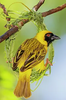Weaver: Southern masked weaver male building its nest, southern