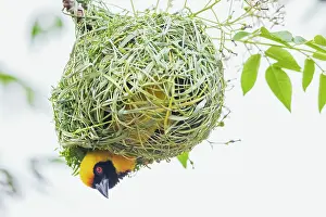 Weaver: Southern masked weaver male building its nest, southern