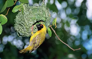 Velatus: Southern Masked Weaver - at nest