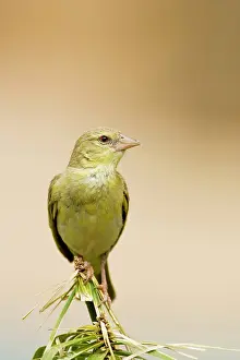 Velatus: Southern Masked Weaver - Non-Breeding male portrait