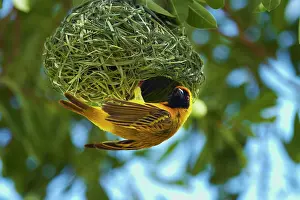 Masked: Southern Masked Weaver (Ploceus velatus)