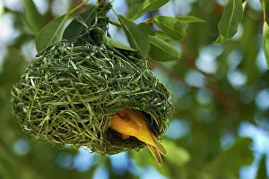 Masked: Southern Masked Weaver (Ploceus velatus)