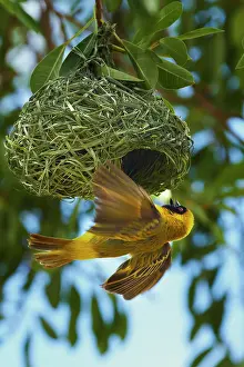 Masked: Southern Masked Weaver (Ploceus velatus)