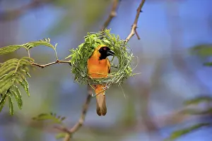 Tswalu: Southern Masked Weaver (Ploceus velatus), adult