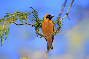 Tswalu: Southern Masked Weaver (Ploceus velatus), adult
