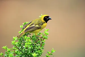 Masked: Southern Masked Weaver (Ploceus velatus), adult