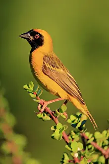 Masked: Southern Masked Weaver (Ploceus velatus), adult