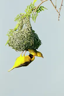 Sequence: Southern Masked Weaver (Ploceus velatus) Couple