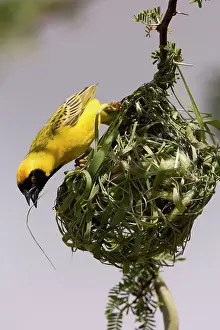 Velatus: Southern Masked Weaver - in the process of building a nest