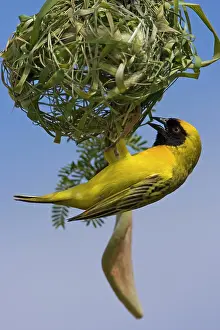 Velatus: Southern Masked Weaver - in the process of building a nest