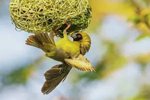 Weaver: Southern masked weaver putting finishing touches on nest