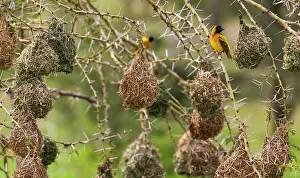 Masked: Southern masked weaver, Serengeti National