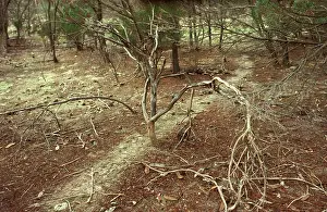 Iridomyrmex: Southern meat or Gravel ants - clearly defined