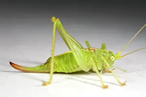 Helder: Southern Oak Bush-cricket
